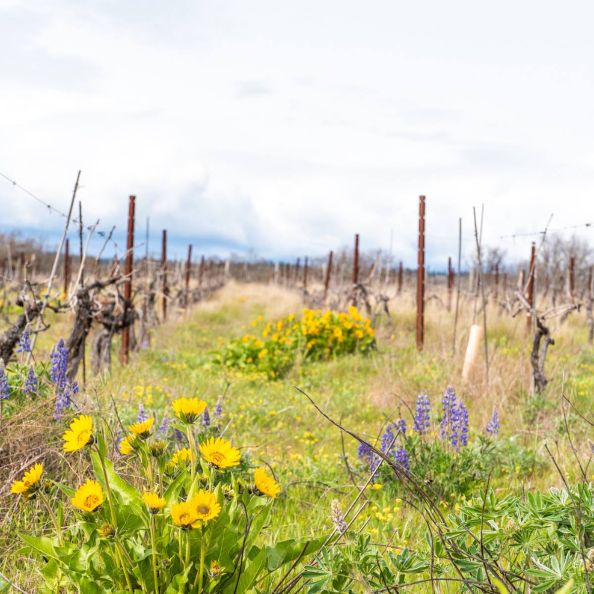 Meadowlark Vineyard at Klickitat Canyon Winery